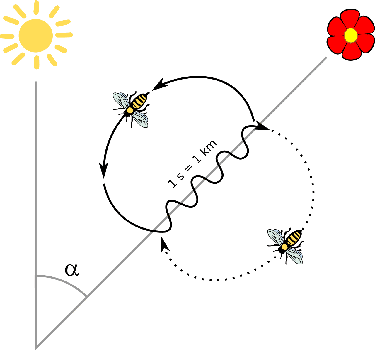 Waggle dance - Wikipedia