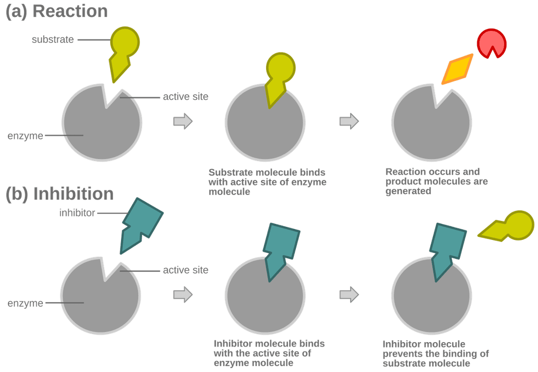 Inhibiteur compétitif — Wikipédia