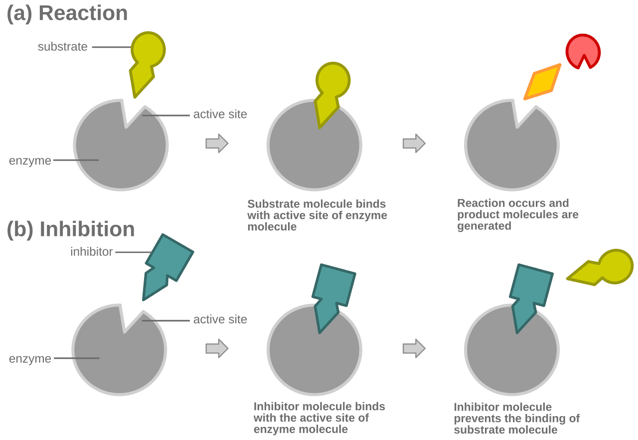 Inhibiteur compétitif — Wikipédia