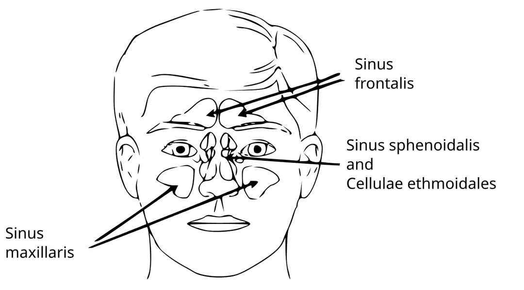 Sinus paranasal — Wikipédia