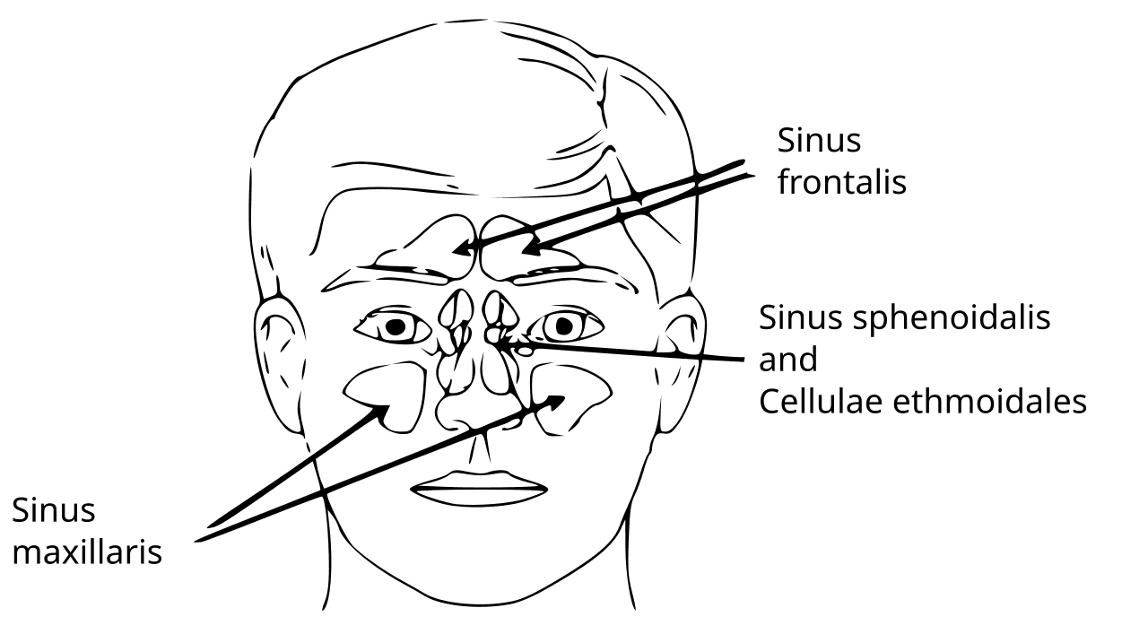 Sinus paranasal — Wikipédia