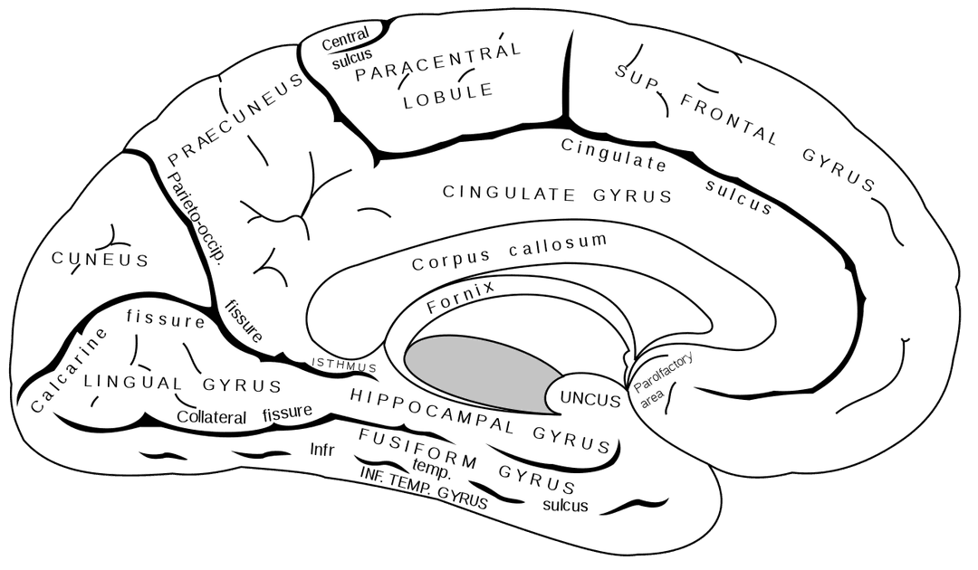 Left-brain interpreter - Wikipedia