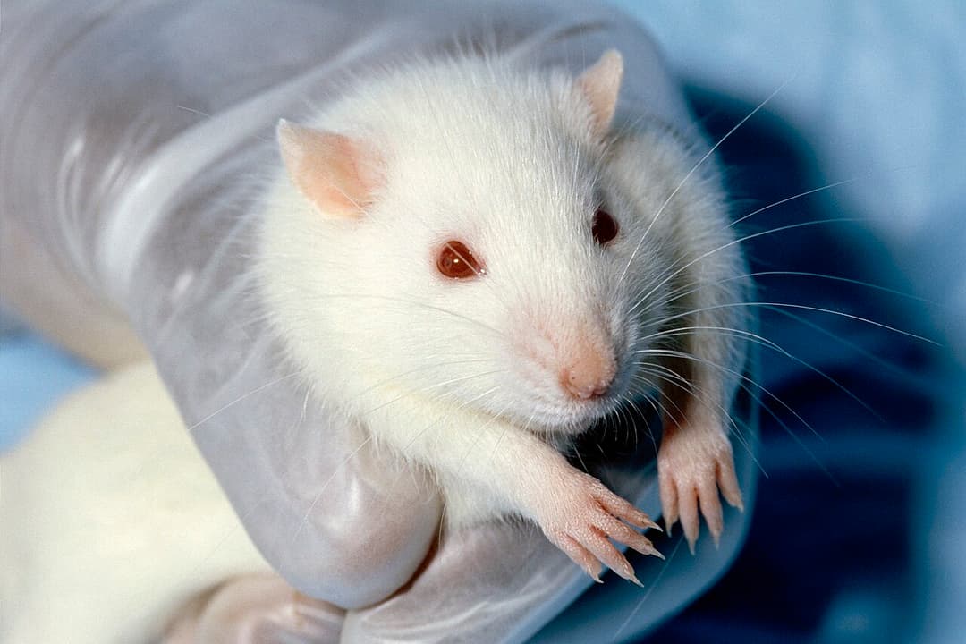Animal testing - Wikipedia