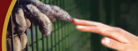 Great Ape Project - Wikipedia