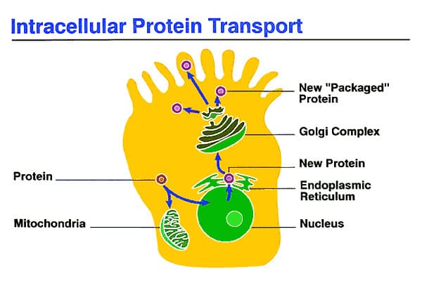 Intracellular transport - Wikipedia
